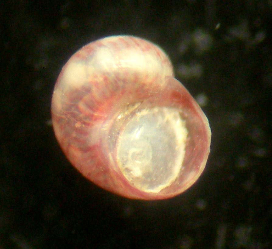 Tricolia deschampsii - 2 -